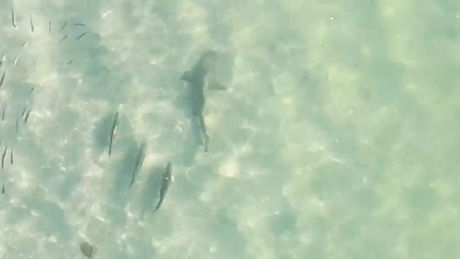 Shark followed by three fish off Florida coast.